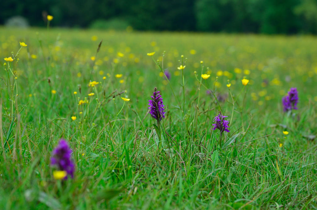 Late Spring Graphics Colours of late Spring by Criosdan on DeviantArt