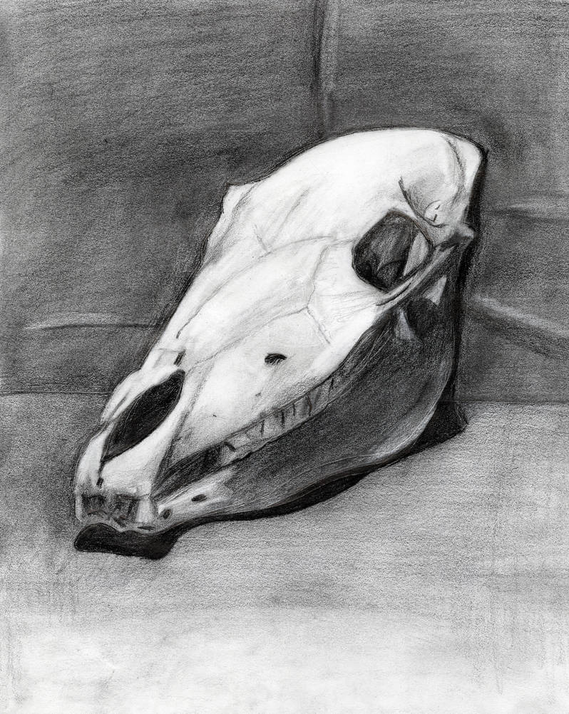 Horse Skull Drawing by JustMarDesign on DeviantArt