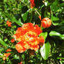 Orange Flowers