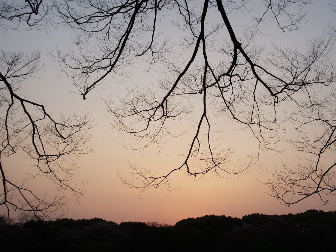 Spring in Japan - Yoyogi