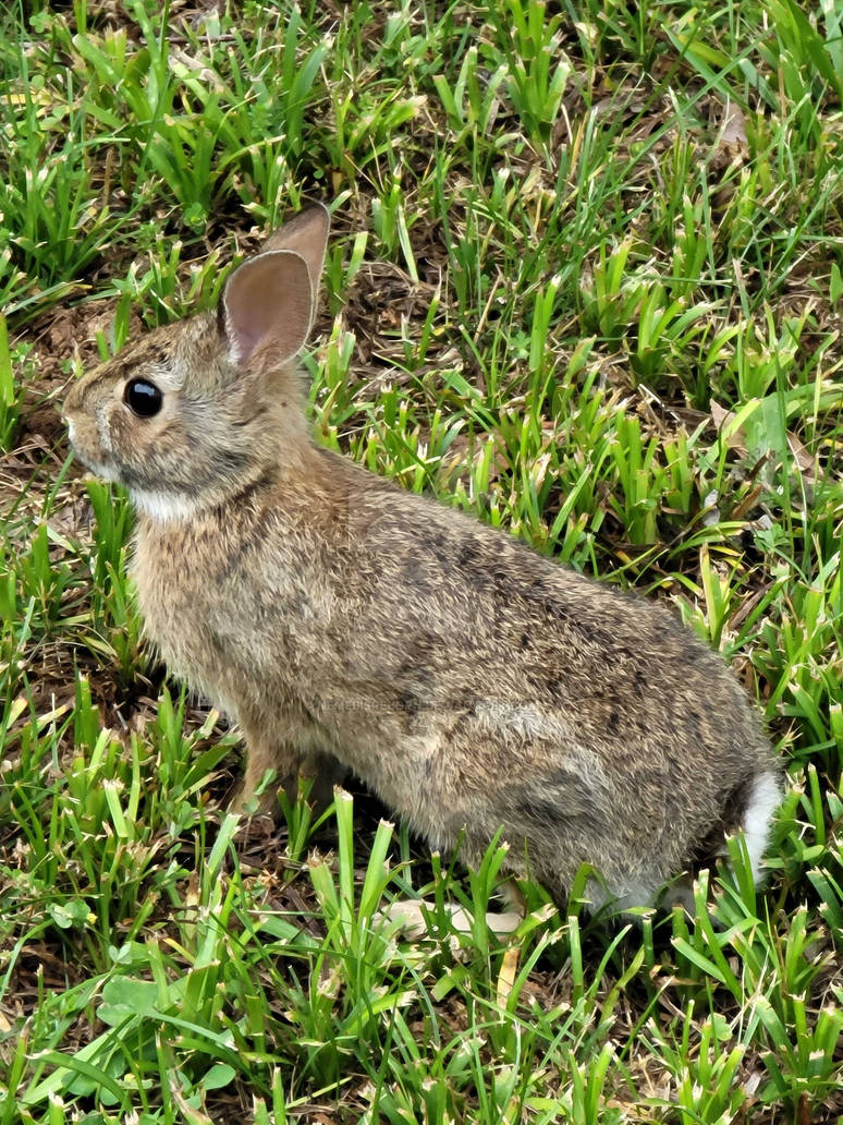 Wabbit! by NemesisReborn on DeviantArt