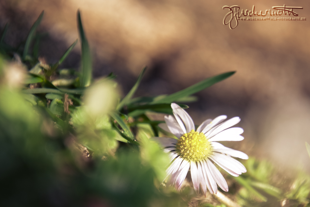 Daisy by buschermoehle-photo