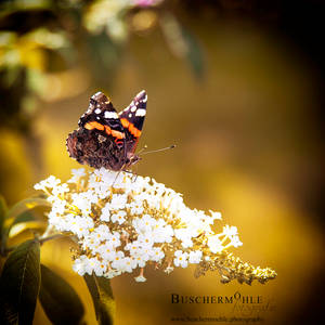 Indian Summer butterfly