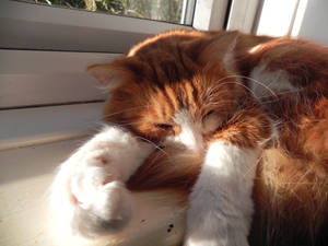 More Sleep in the Sun