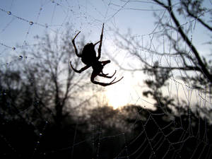 Dawn Spider