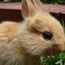 Bunny-Cute-