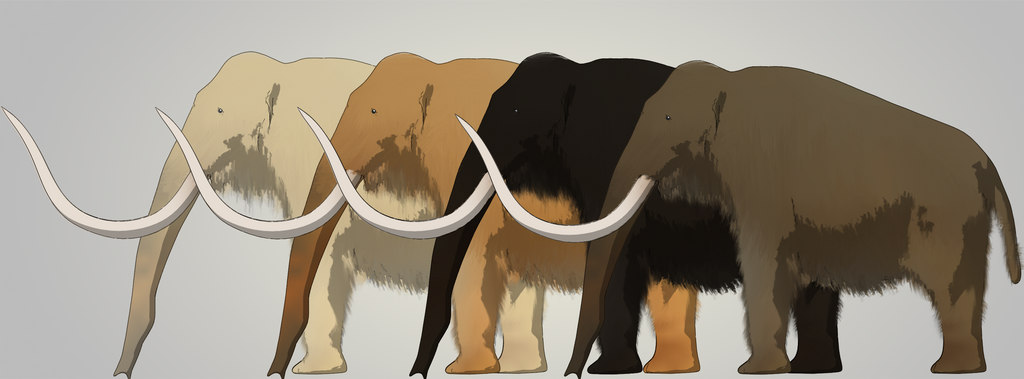 Woolly Mammoth Color Range by MorTalWawmbaht on DeviantArt