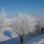 a winter photo from Lutjewinkel 2012