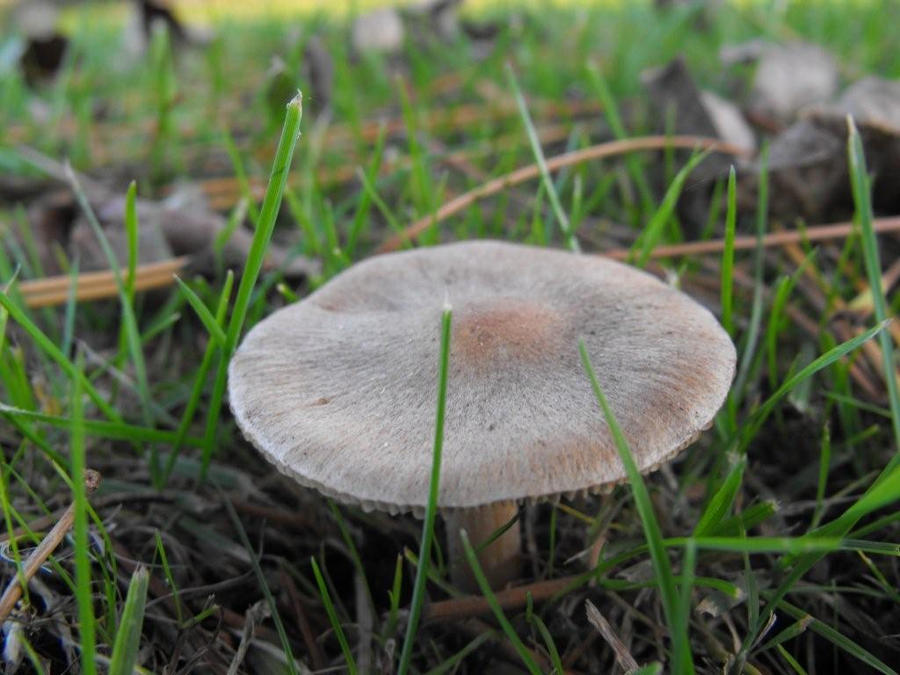 a Mushroom in the grass  Okt.2012