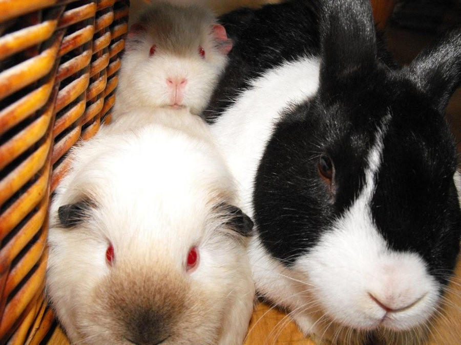 our rabbit with his friends