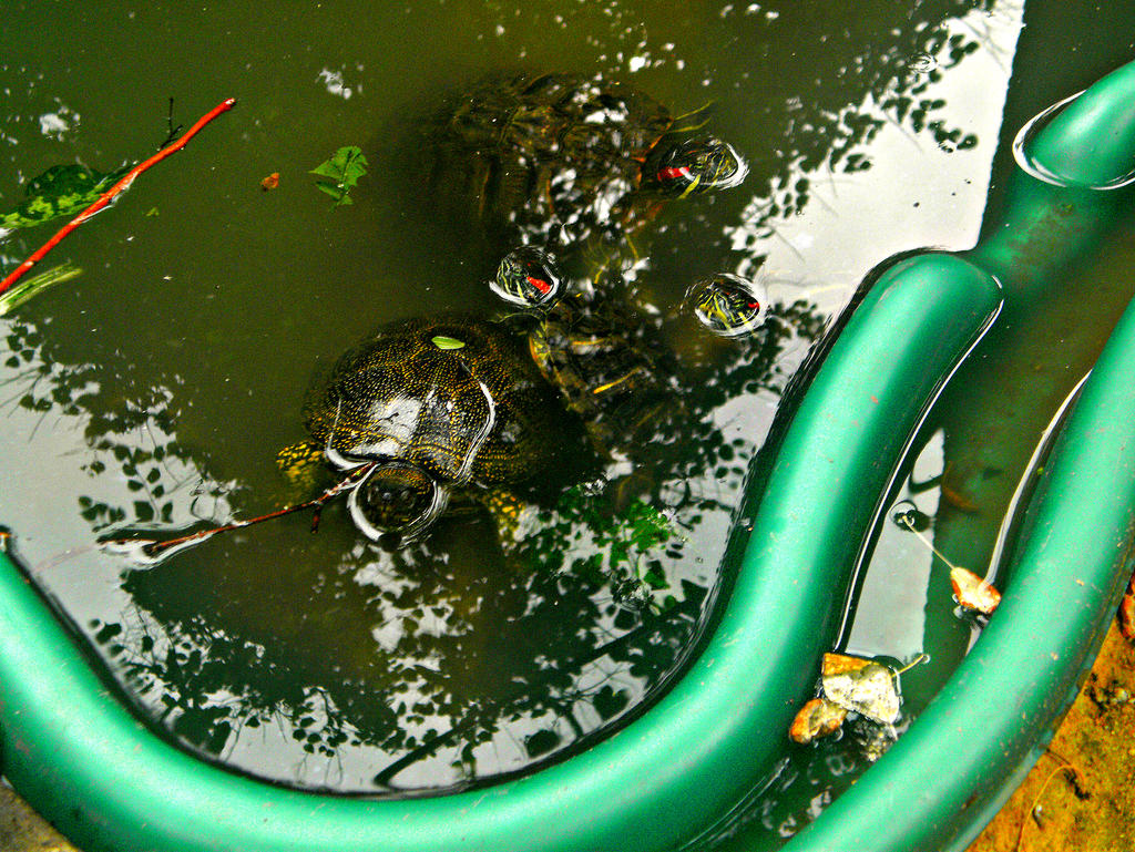 Turtles by Yukiko-Ice on DeviantArt