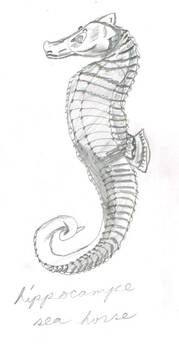 sea horse