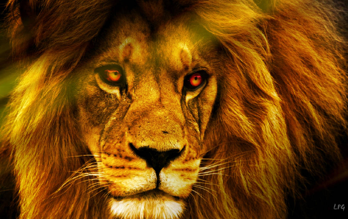 King Of The Jungle Wallpaper By Lotuspodgfx On Deviantart
