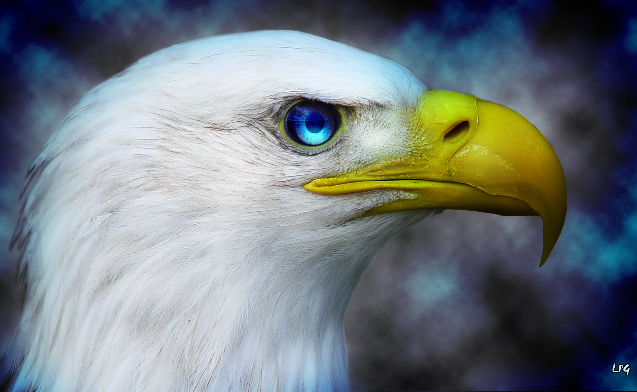 American Eagle Wallpaper By Lotuspodgfx On Deviantart American Eagle Wallpaper By Lotuspodgfx On Deviantart