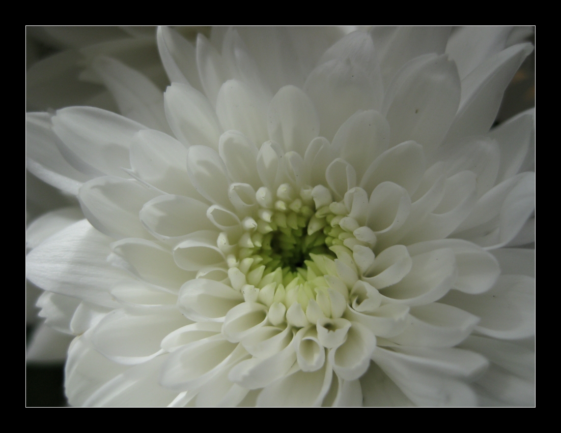 little white petals