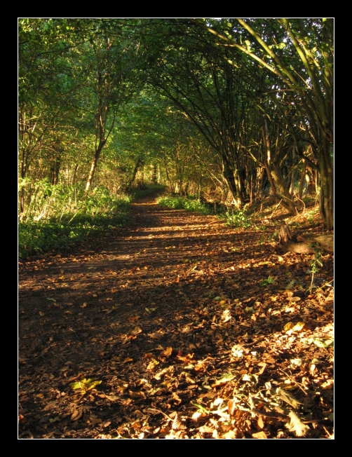 autumn walk