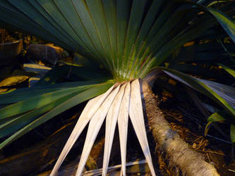 Five ivory leaves