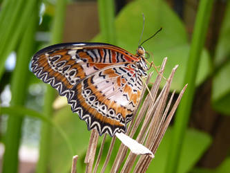 Orange butterfly