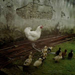 Godmother by proama