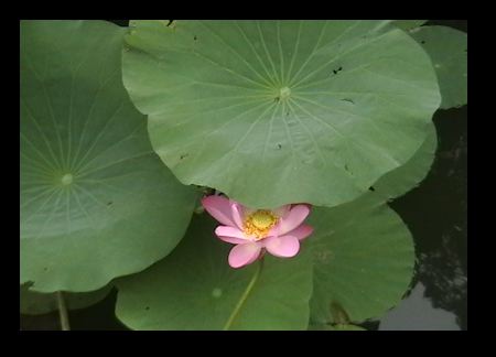 A baby Lotus