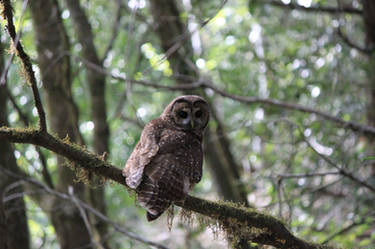 Old Growth - Spotted Owl 2