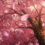 Absolute Duo - GIF Sakura, Cherry Blossoms