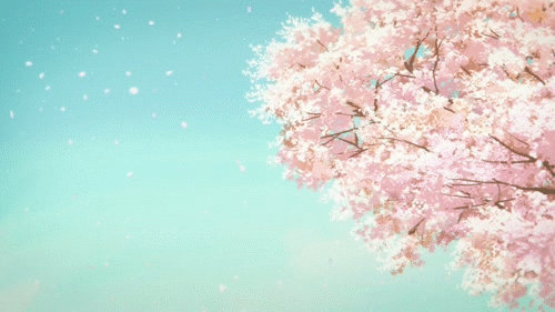 Sakura, Cherry Blossom - Gif AICO by Degonia on DeviantArt