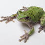 FLX Tree Frog