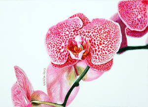 Orchid - ballpoint