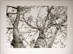 Tree by smmiller09