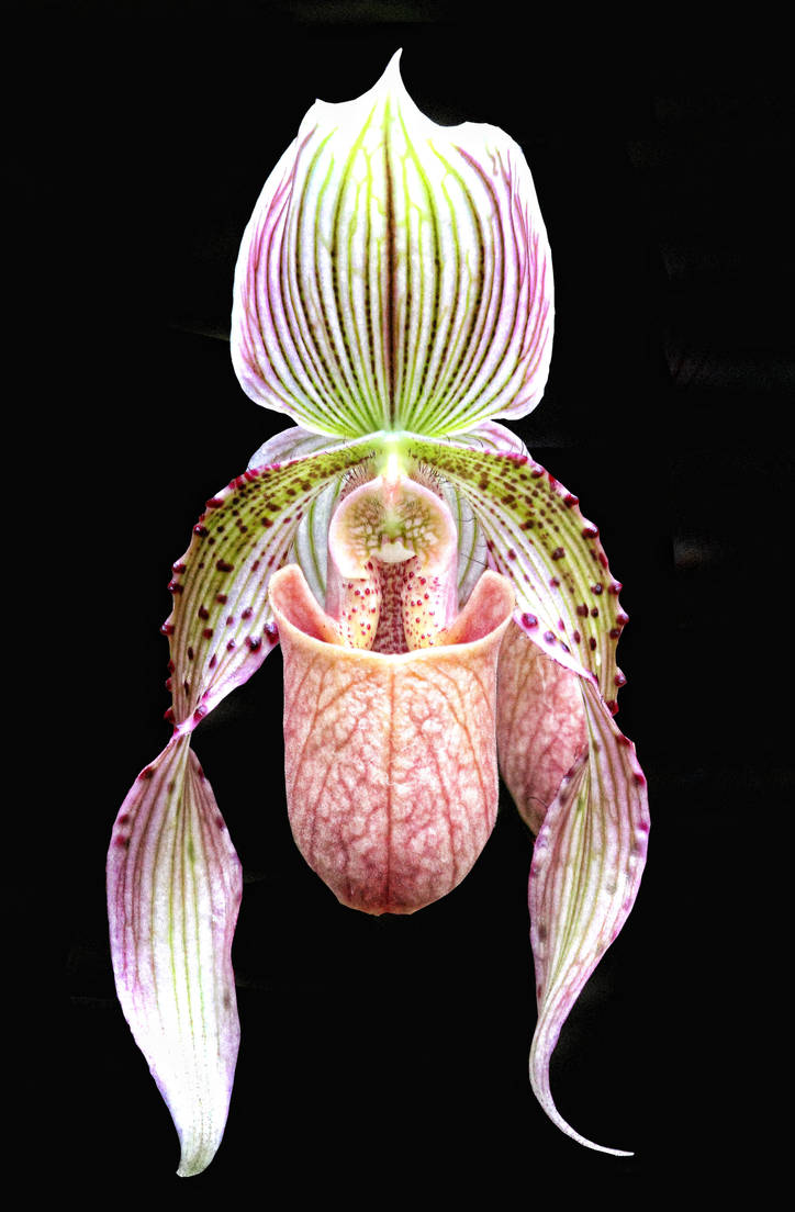 Orchid Rishi One Orchid No.1 by Rick3-14 on DeviantArt