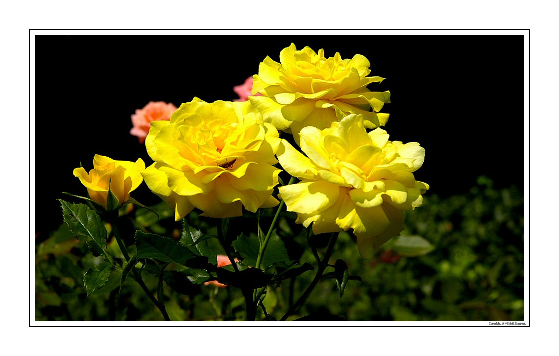 Yellow Roses