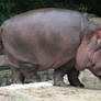 Dwarf hippo