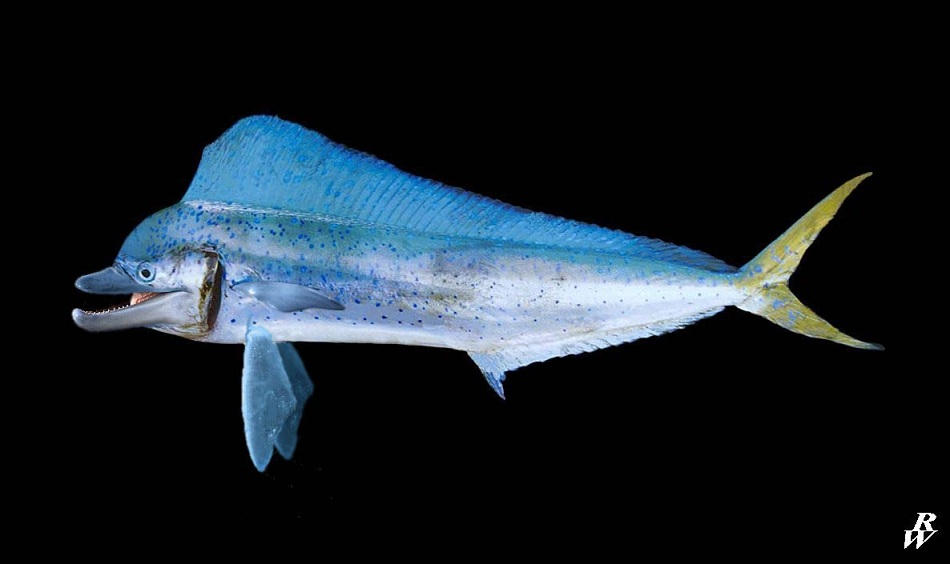 Dolpin Fish by Dwarf4r on DeviantArt