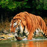 Sabretooth tiger