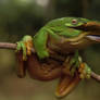 Hammerhead frog