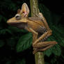 Borneo Eared frog