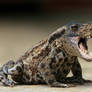 Bufo terribilis