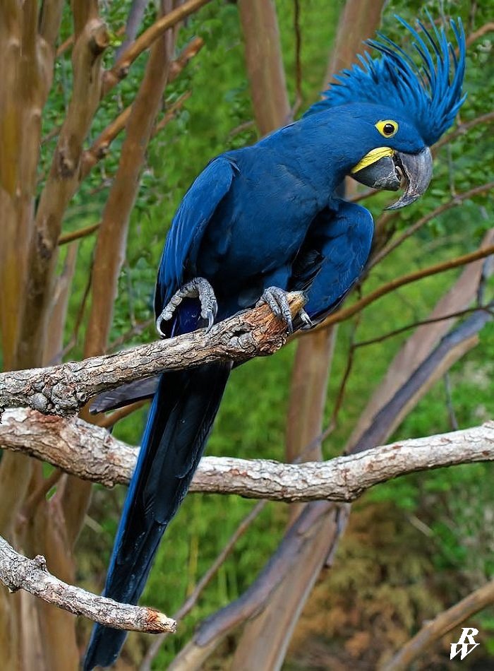 Crested macaw