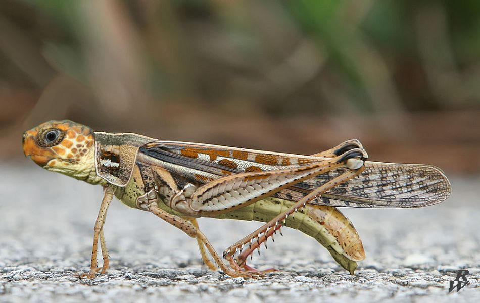 Turtle-hopper by Dwarf4r on DeviantArt