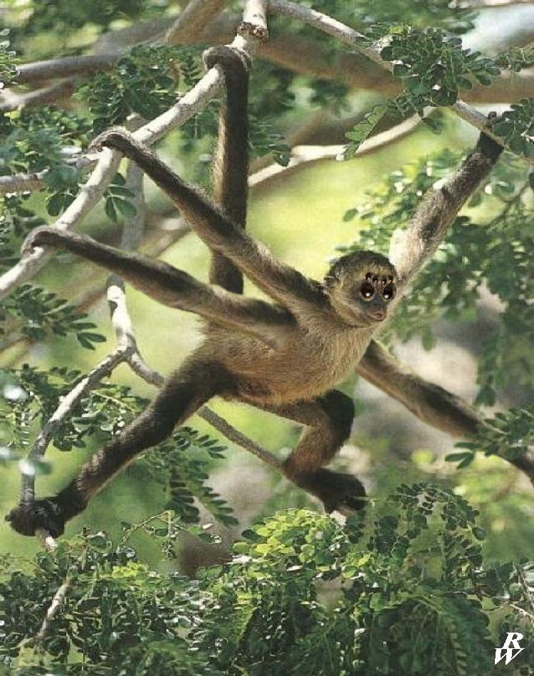 Spider Monkey Deviantart Spider monkey by Dwarf4r on DeviantArt