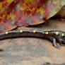 Long tailed newt