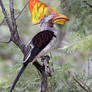 Crested hornbill