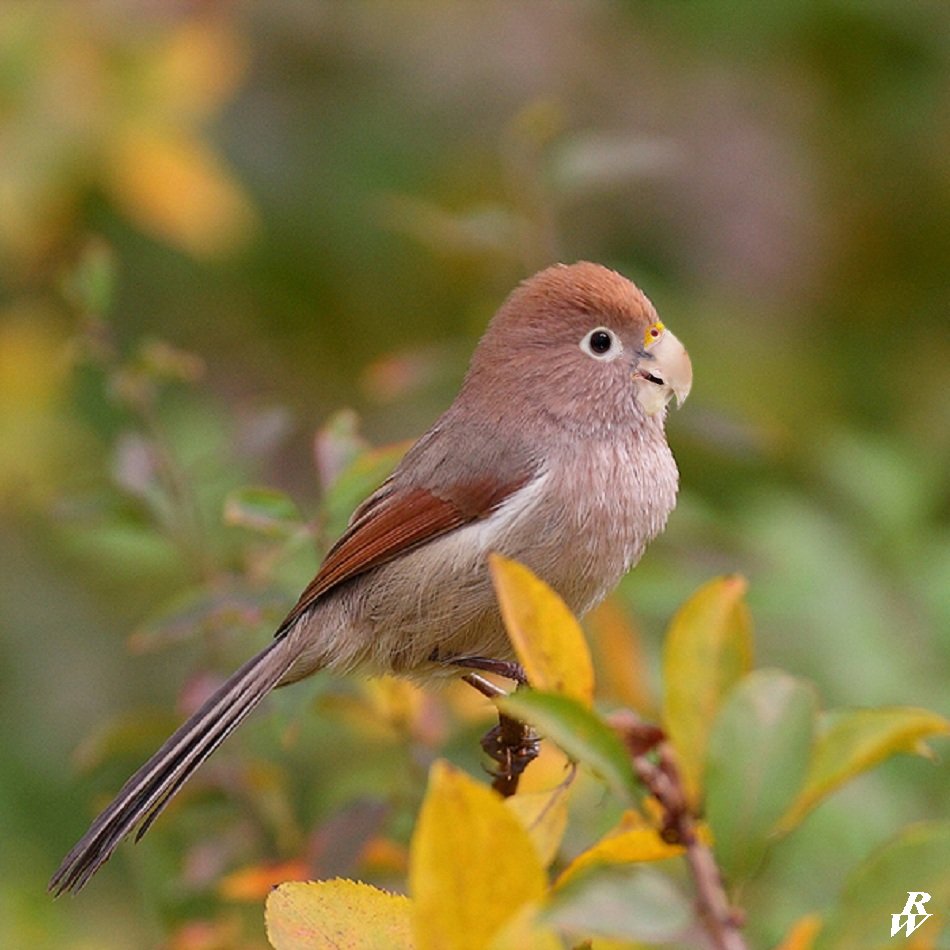 Parrotbill