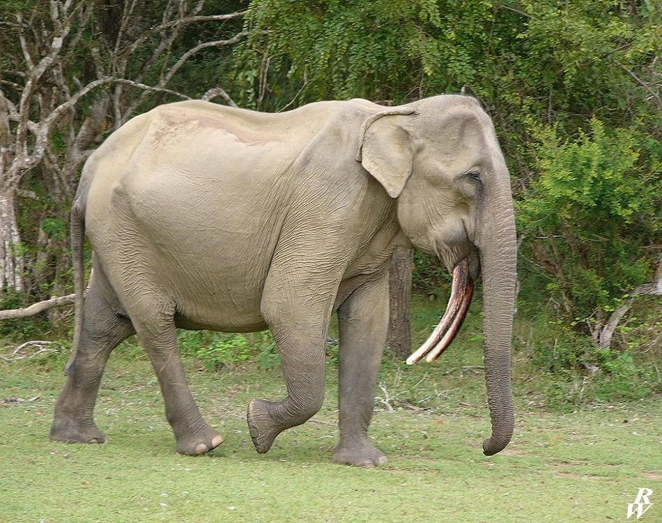 5 слоник