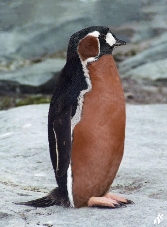 Red Pengu Red breasted penguin by Dwarf4r on DeviantArt