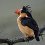 Puffin kingfisher