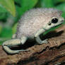 Hedgefrog