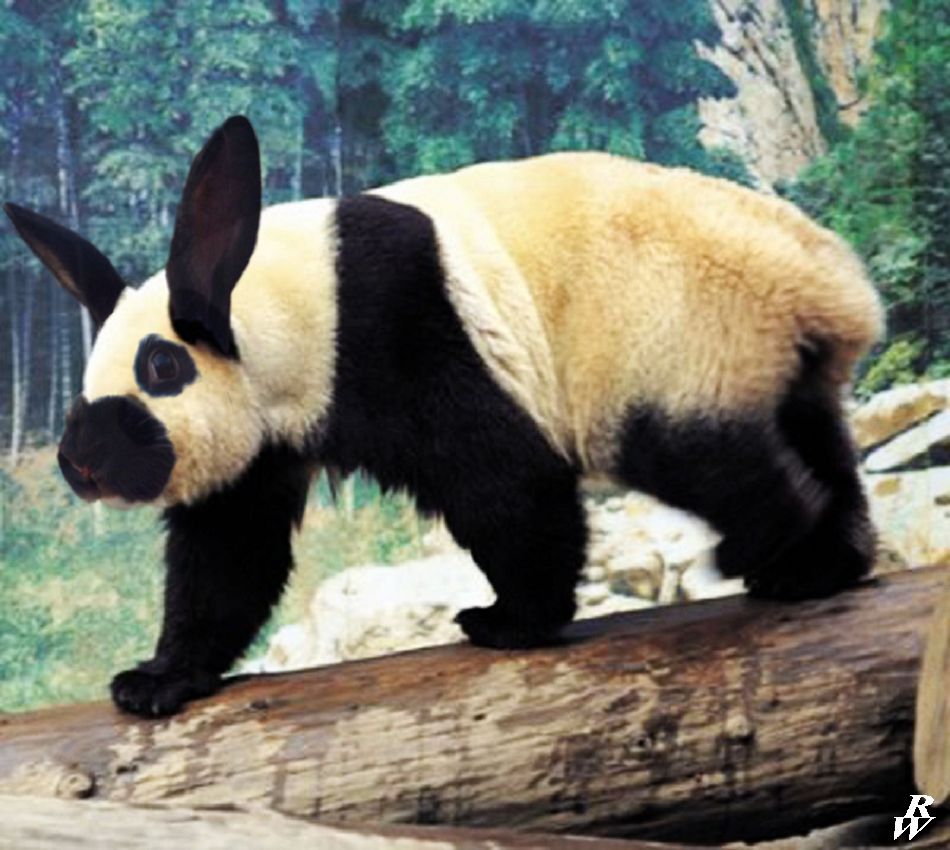 Giant rabbit by Dwarf4r on DeviantArt