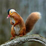 Mandarin squirrel